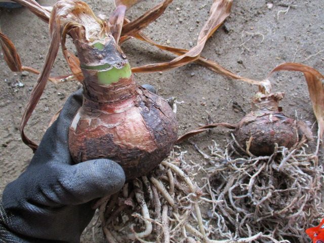 アマリリスの植え替え 園芸備忘録 楽天ブログ