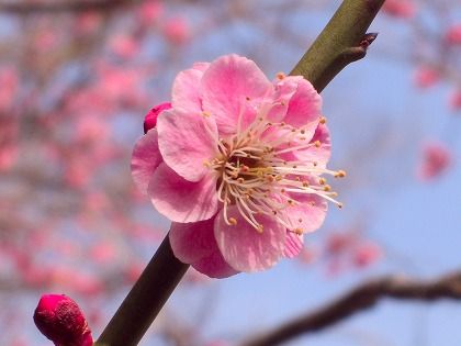 耐雪梅花麗 さすらいの天才不良文学中年 楽天ブログ