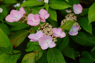 これは、肥培してない冬紫陽花