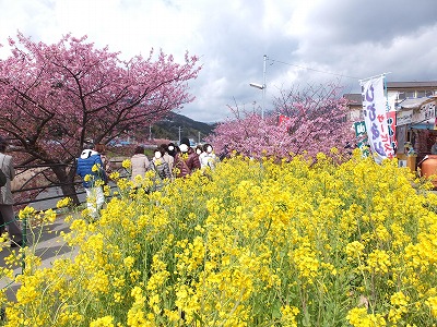 20140307河津桜2