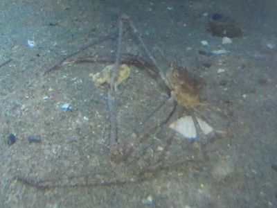 和歌山県立自然博物館2013年9月中旬9　アシナガツノガニ（Phalangipus hystrix）