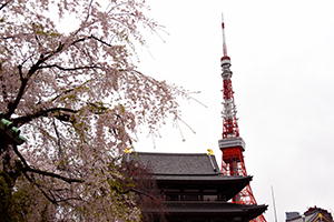 東京タワー　桜
