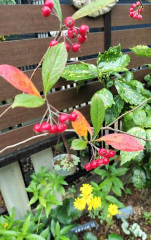 幻想画家の女王Leonor Fini | 『梁塵秘抄』 または ”わしふぃーるど