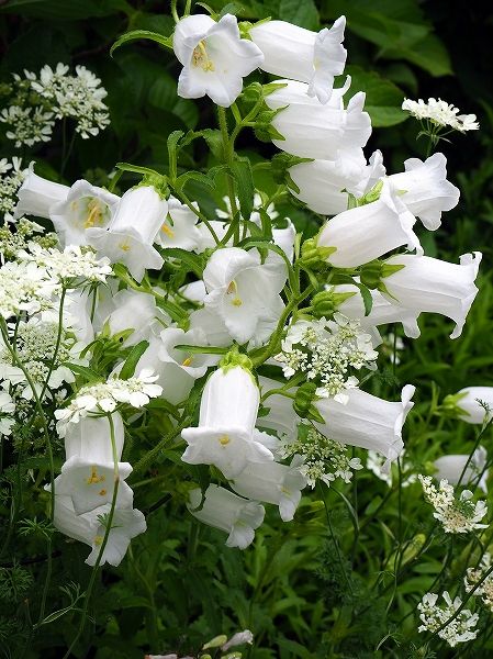 ホタルブクロ カンパニュラ オルラヤ 白い花がたまらなく好き プチ美々屋の日記帳 楽天ブログ