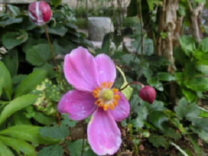 ピンクシュウメイギク