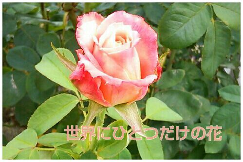 rblog-20161101191622-00.jpg