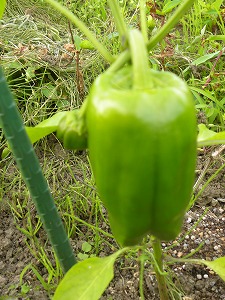 DSCN9351.jpg