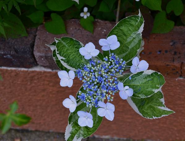 DSC_0787.JPG