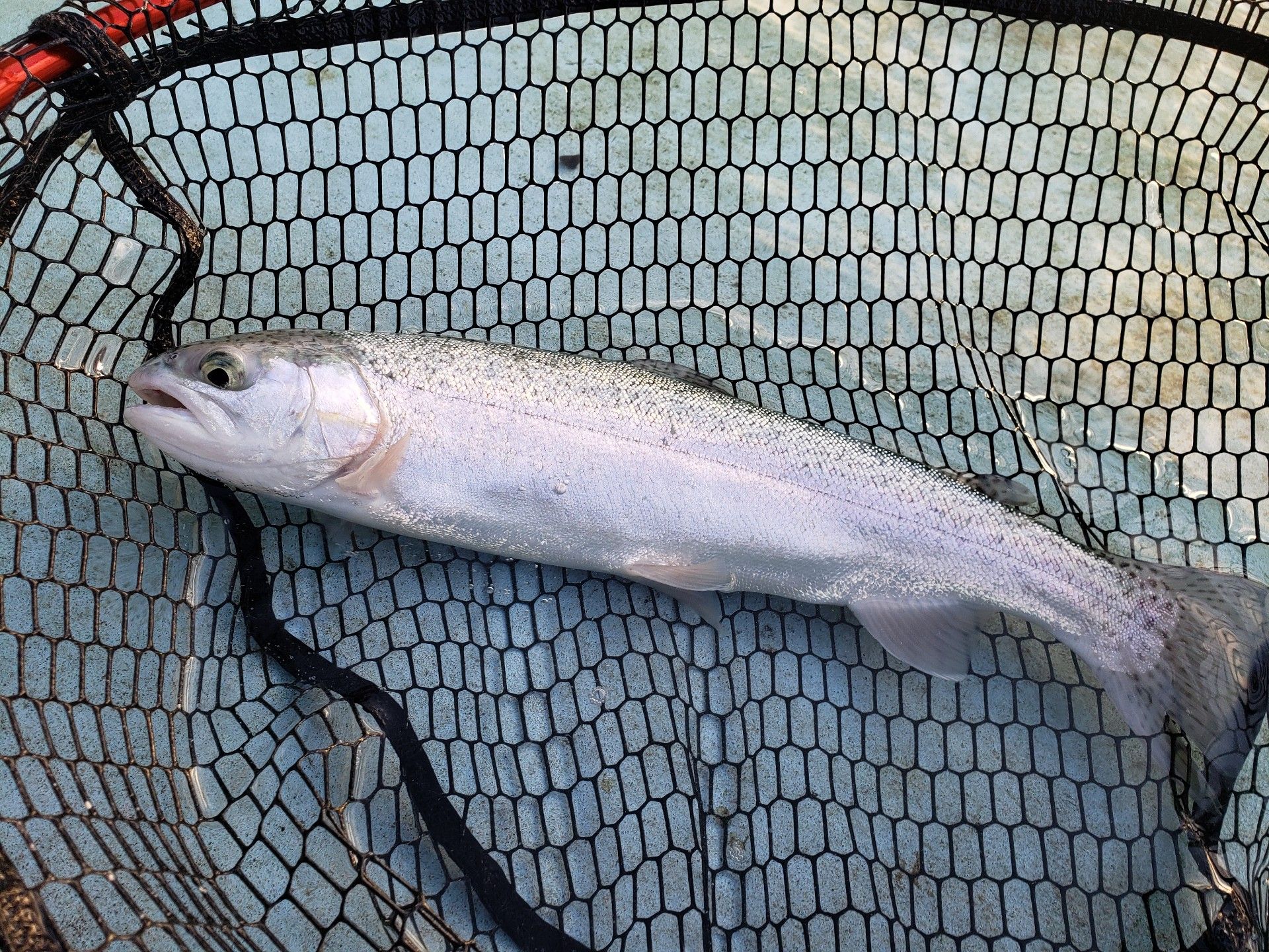 7ページ目の エリアトラウト No Fish No Life ３度の飯より釣りが好き 楽天ブログ