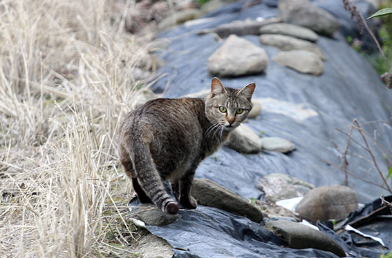 我が家のニャンコ♪2014/04/13-2