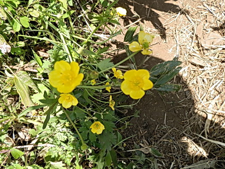 十種ケ峰の花-21.jpg