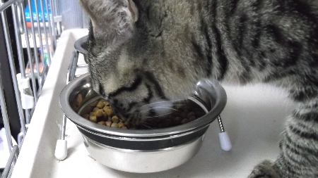 すずひめ　12月13日　食餌中　01.jpg