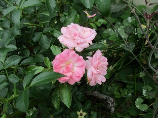 IMG_9601ss.jpg