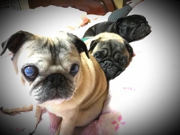 rblog-20170104074626-00.jpg