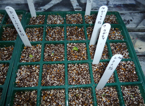 セルトレイ２.jpg