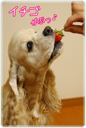 苺がぶっと♪.JPG