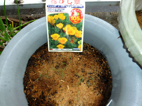 花びし草.jpg