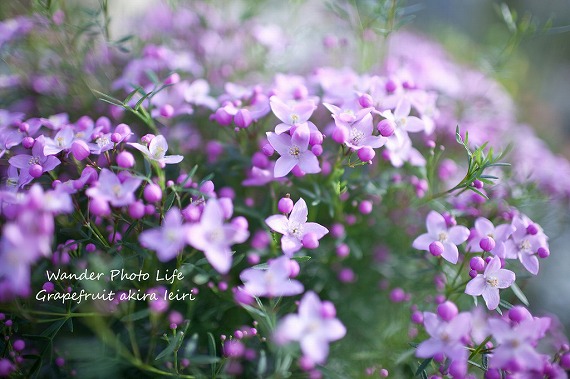 IMG_6575のコピー.jpg