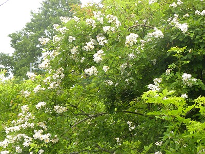 DSCN9330.jpg