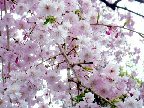 桜の接写