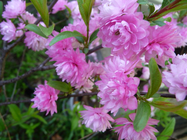 907 庭桜