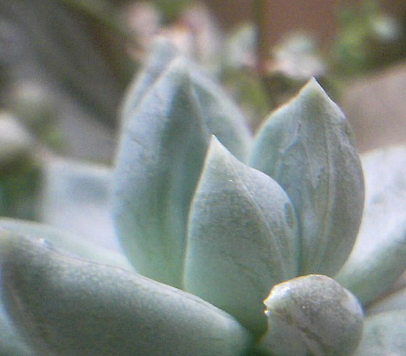 多肉植物