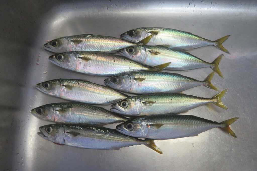 515