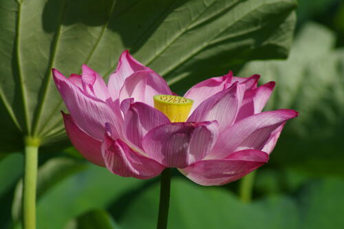 上野不忍池の蓮の花