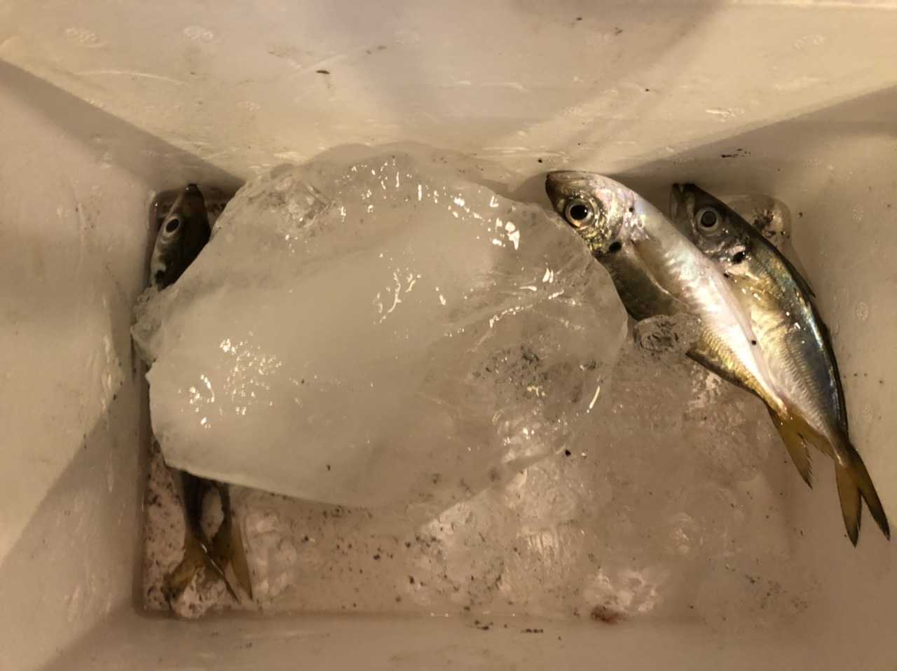 湾奥アジング ポイント開拓頭打ち 奥多摩トラウト 房総ソルトルアー入門 猫の保護活動もやってるよ 楽天ブログ