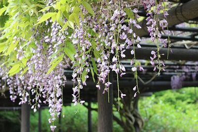 武蔵寺の藤 笑う門には健康来るヽ O 丿 楽天ブログ