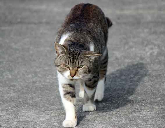 我が家のニャンコ♪2013/12/13-2