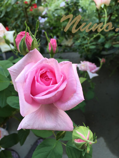 IMG_3631.jpg