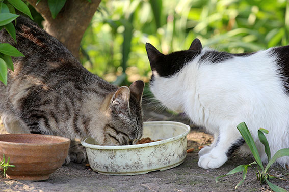 我が家のニャンコ♪2014/06/1-2