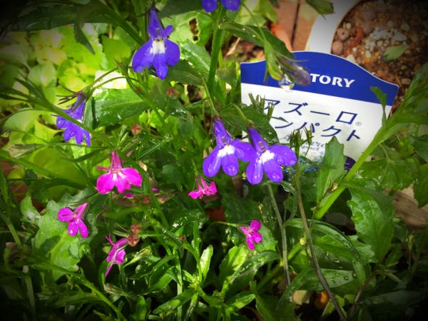 rblog-20160426005035-03.jpg