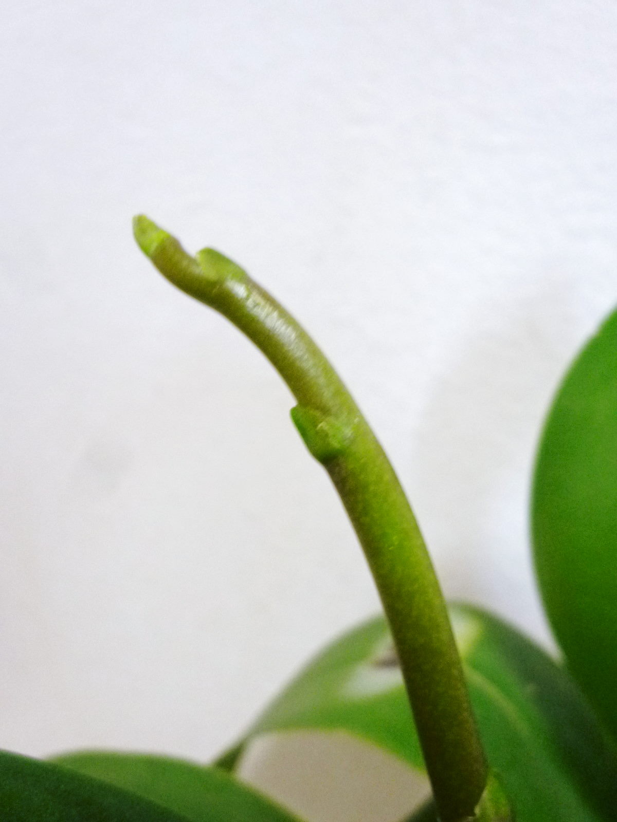 3.5