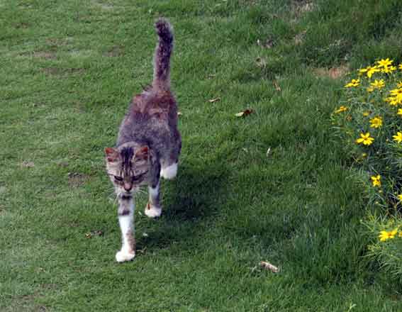 我が家のニャンコ♪2013/7/16-3