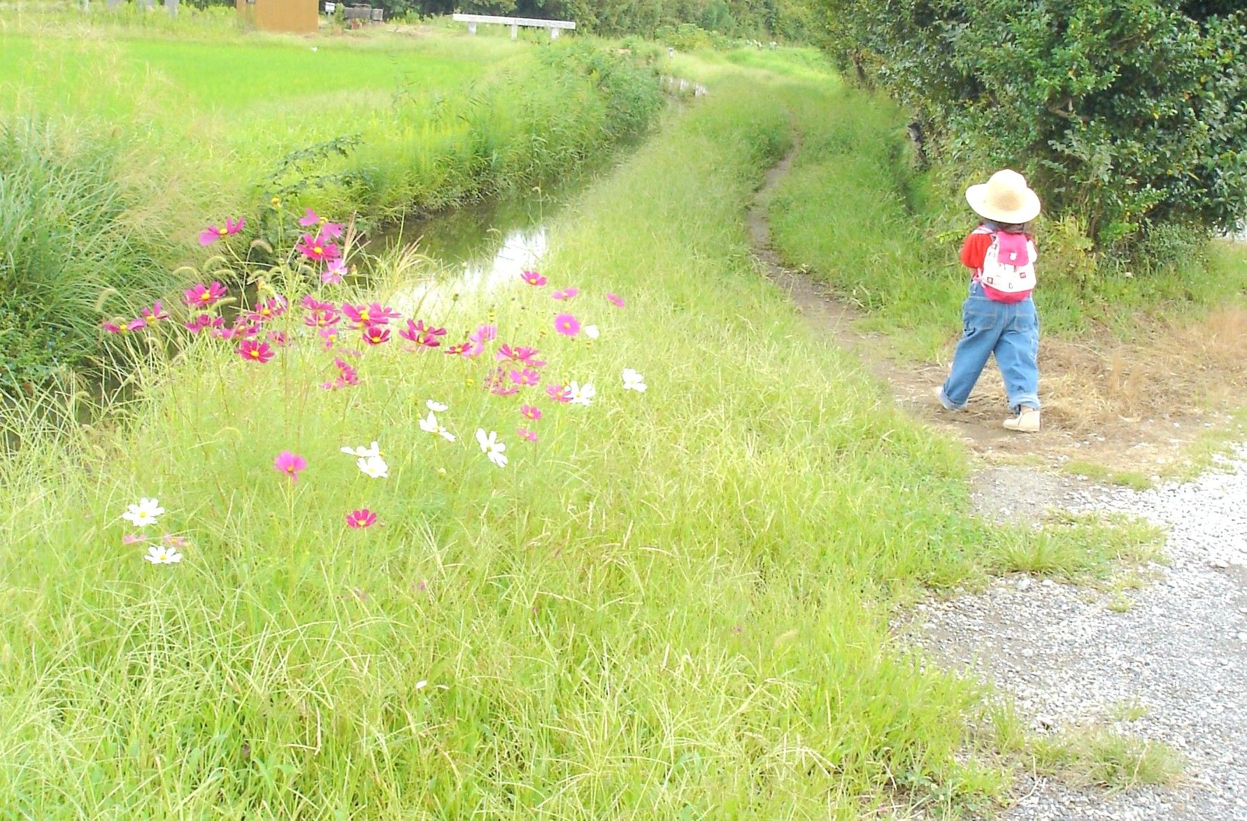 hanamariのこの頃おもうこと