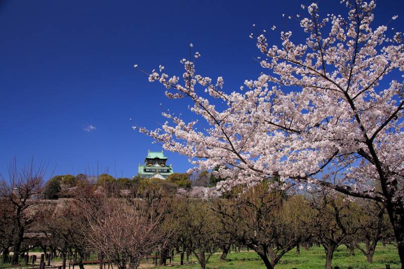 大阪城公園の桜_001.jpg