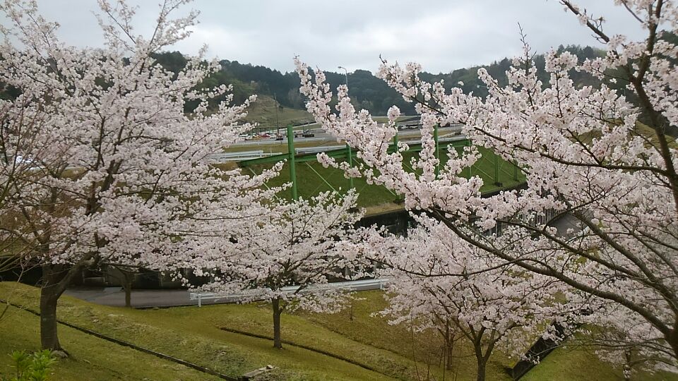 桜