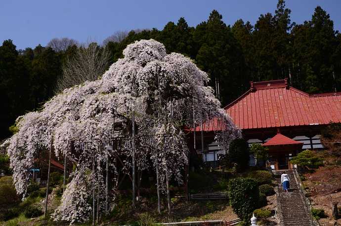 慈徳寺の桜