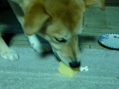 P1140554 (500x375).jpg