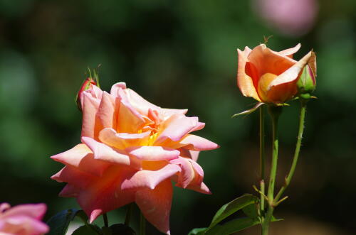 谷津バラ園のバラの花