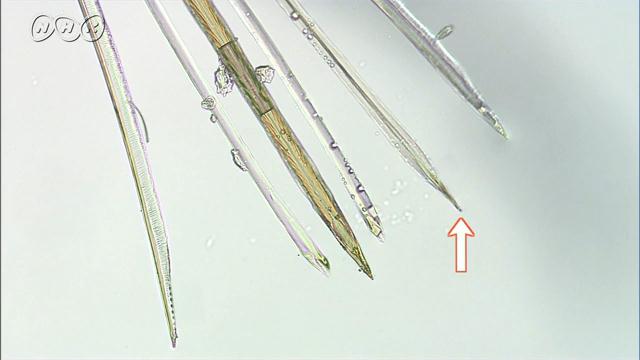 蚊の口の6本の針