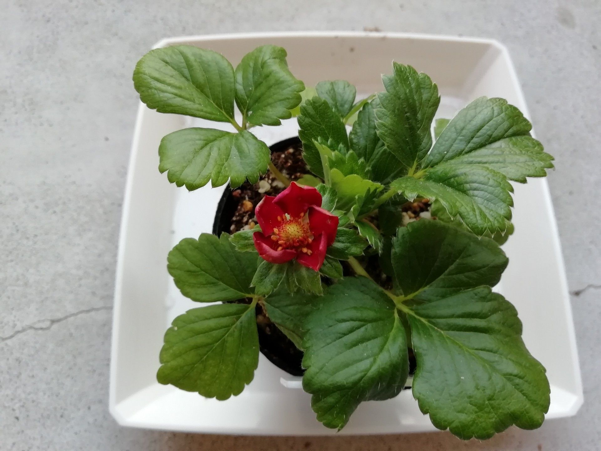 赤花いちごの開花 | ストロベリースタリオン - 楽天ブログ