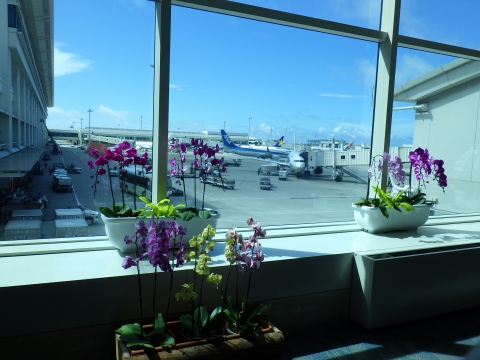 沖縄磯採集2017年9月下旬5　那覇空港