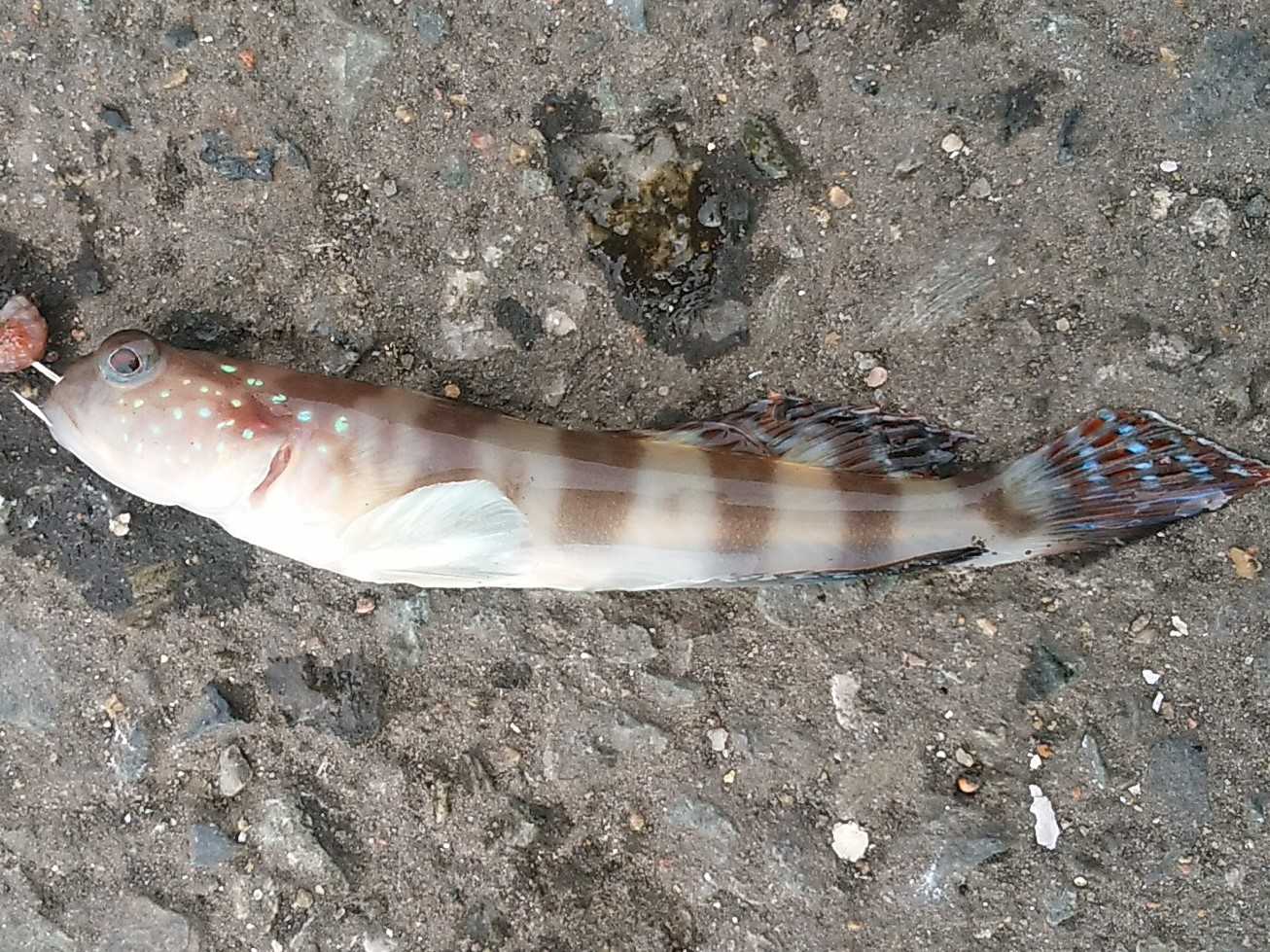 釣り 趣味 釣り釣りgogo 楽天ブログ