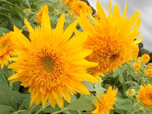 IMG_20130907_11444644.jpg