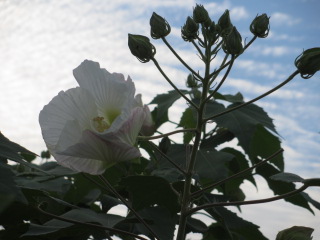 石神井公園ｱｵｲと雲.JPG