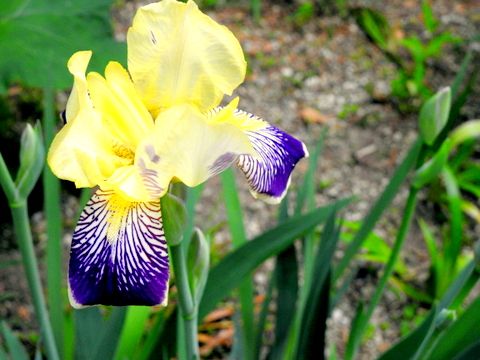 6ページ目の 花と園芸 三田のいのしし 見て歩き日記 楽天ブログ