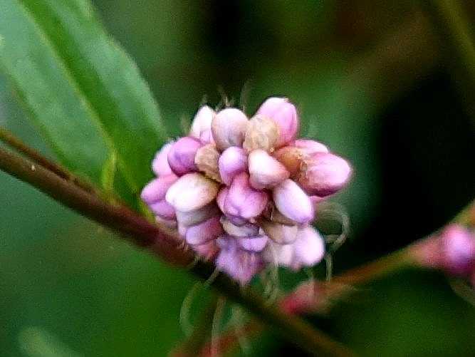 4ページ目の 今咲いている花 Gazengamaのブログ 散歩中に出合った花と趣味の陶芸作品 楽天ブログ